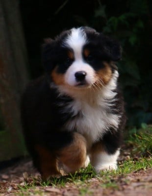Les chiots de Berger Américain Miniature 