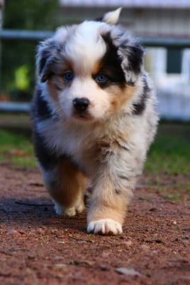 Les chiots de Berger Américain Miniature 