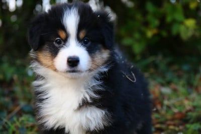 Les chiots de Berger Américain Miniature 