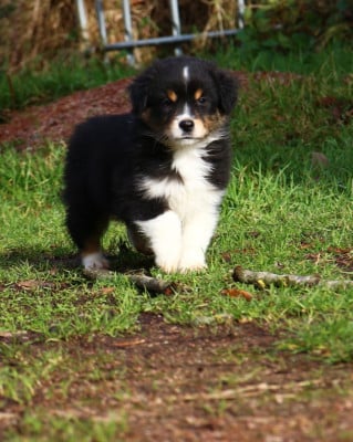 Les chiots de Berger Américain Miniature 