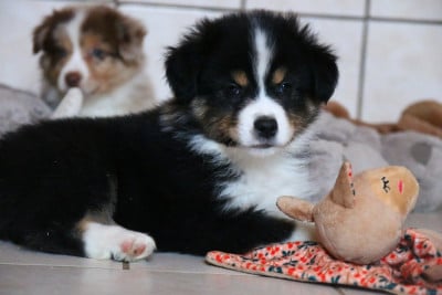 Les chiots de Berger Américain Miniature 