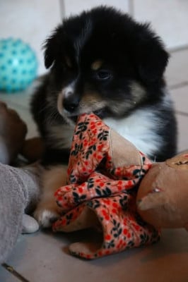 Les chiots de Berger Américain Miniature 