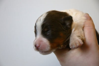 Les chiots de Berger Américain Miniature 