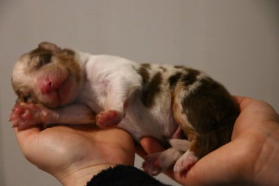 Les chiots de Berger Australien