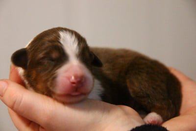 Les chiots de Berger Australien