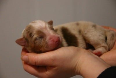 Les chiots de Berger Australien