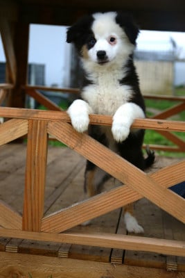Les chiots de Berger Américain Miniature 