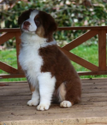 Les chiots de Berger Américain Miniature 