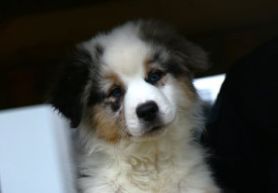 Les chiots de Berger Américain Miniature 