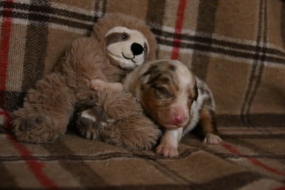 Les chiots de Berger Australien