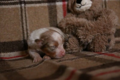 Les chiots de Berger Australien