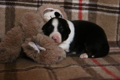 Les chiots de Berger Australien