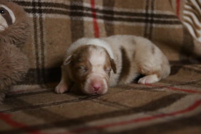 Les chiots de Berger Australien