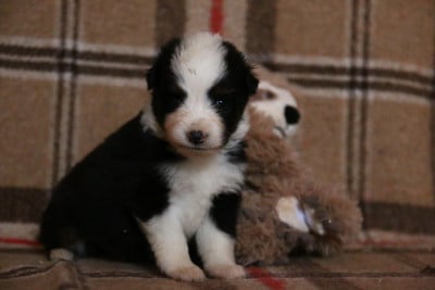 Les chiots de Berger Américain Miniature 