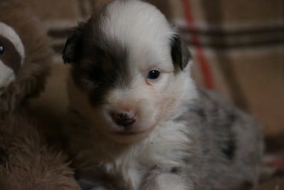 Les chiots de Berger Américain Miniature 