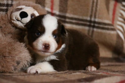 Les chiots de Berger Américain Miniature 