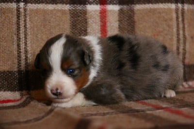 Les chiots de Berger Américain Miniature 