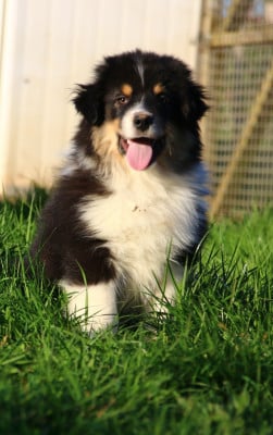 Les chiots de Berger Américain Miniature