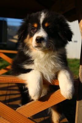 Les chiots de Berger Américain Miniature