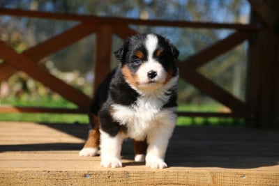 Les chiots de Berger Américain Miniature