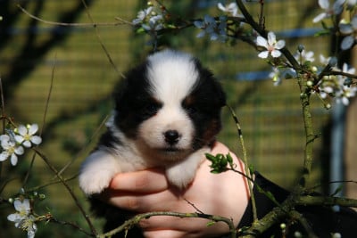 Les chiots de Berger Américain Miniature
