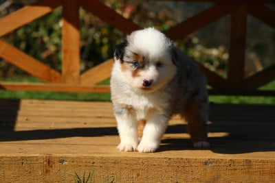 Les chiots de Berger Américain Miniature