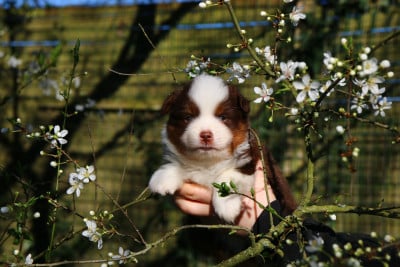 Les chiots de Berger Américain Miniature