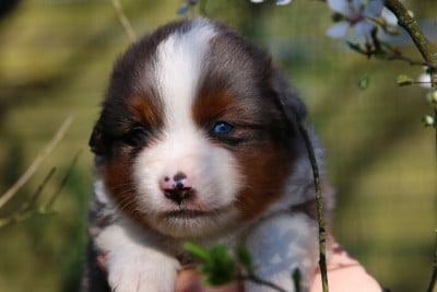 Les chiots de Berger Américain Miniature