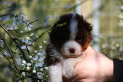 Les chiots de Berger Américain Miniature