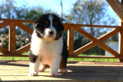 Les chiots de Berger Australien