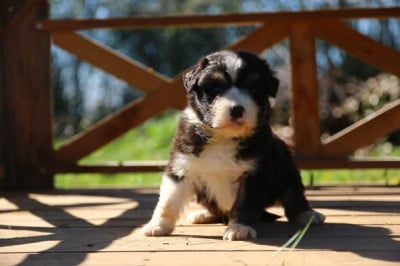Les chiots de Berger Australien