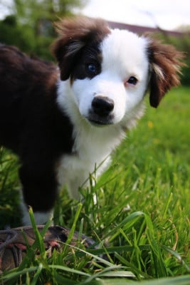 Les chiots de Berger Américain Miniature 