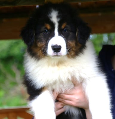 Les chiots de Berger Australien