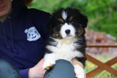 Les chiots de Berger Australien