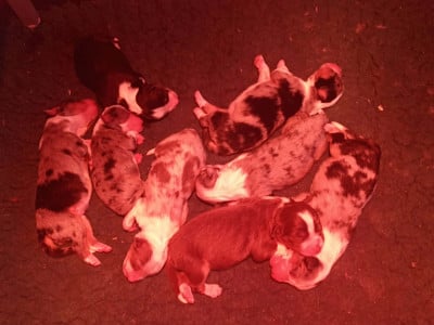 Les chiots de Berger Américain Miniature 