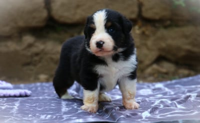 Les chiots de Berger Américain Miniature 