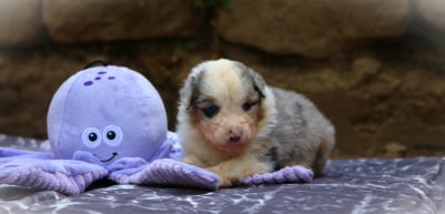 Les chiots de Berger Américain Miniature 