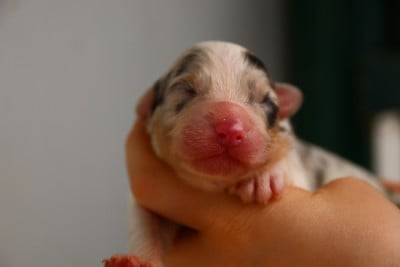 Les chiots de Berger Australien