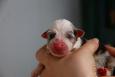 Les chiots de Berger Australien