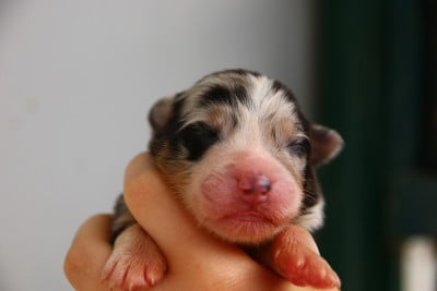 Les chiots de Berger Australien