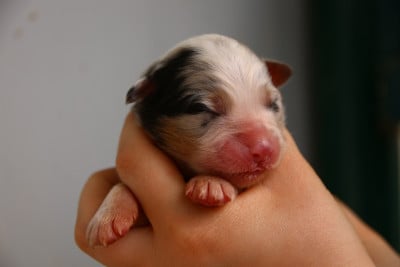 Les chiots de Berger Australien