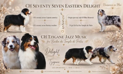 Les chiots de Berger Australien
