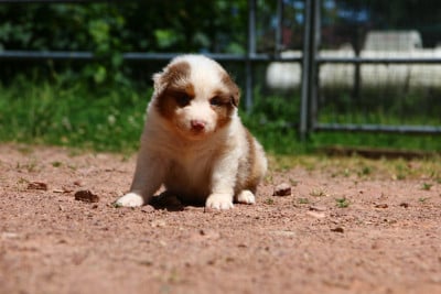 Les chiots de Berger Américain Miniature 