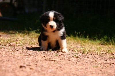 Les chiots de Berger Américain Miniature 