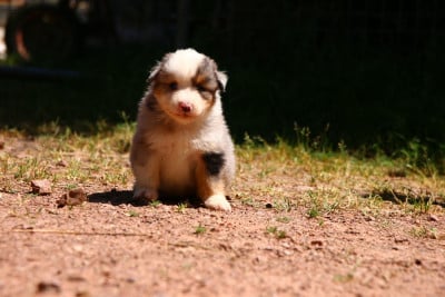 Les chiots de Berger Américain Miniature 