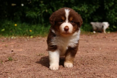 Les chiots de Berger Américain Miniature 