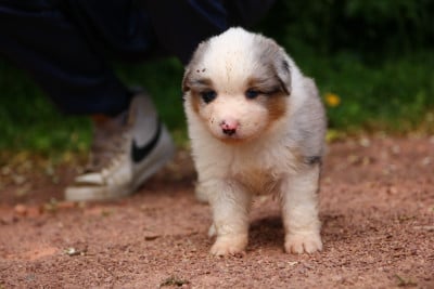 Les chiots de Berger Américain Miniature 