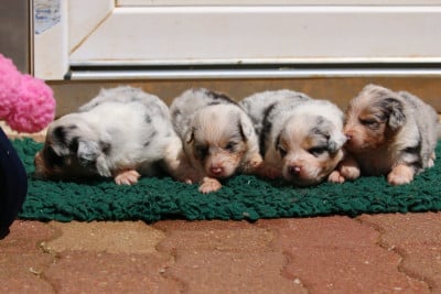Les chiots de Berger Australien