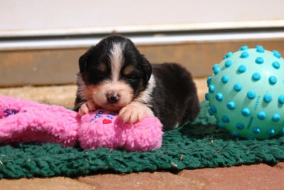 Les chiots de Berger Australien