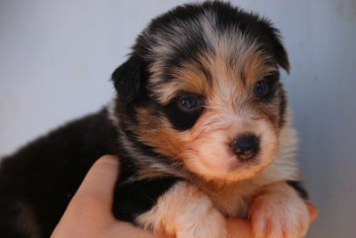 Les chiots de Berger Australien